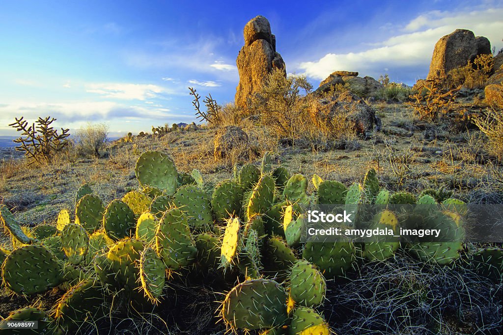 Desierto de cactus y formación de roca paisaje de la puesta del sol - Foto de stock de Albuquerque libre de derechos