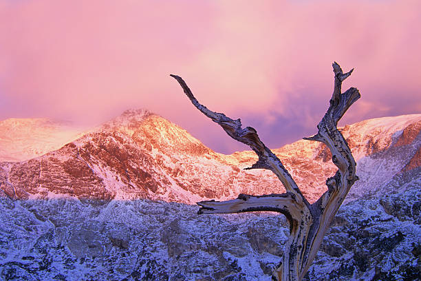 冬季の夕暮れ時のスノーで覆われた山々と木々 - copy space alpenglow winter mountain range ストックフォトと画像