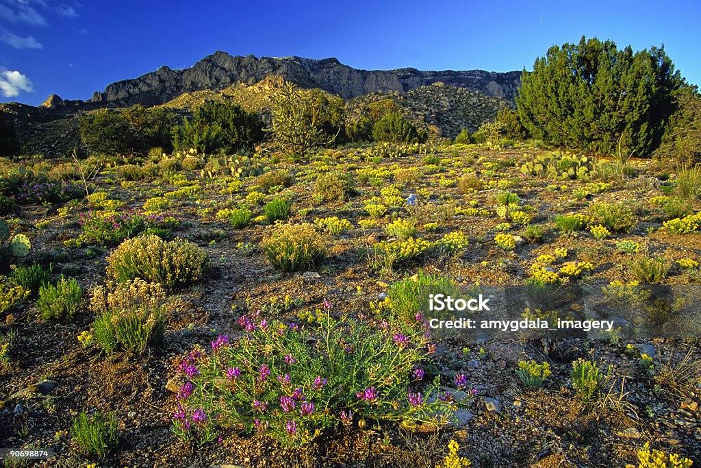 Paesaggio tramonto montagna Fiore di campo - Foto stock royalty-free di Nuovo Messico