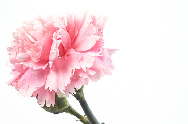 istock A single pink carnation with vibrant color 90698955