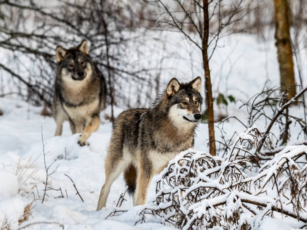 istock Two gray wolfs, Canis lupus, standing in snowy winter forest. 906993390
