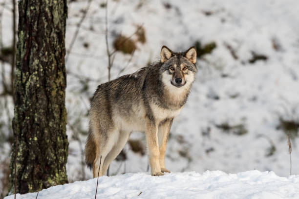 istock Gray wolf, Canis lupus, standing in a snowy winter forest. 906995126