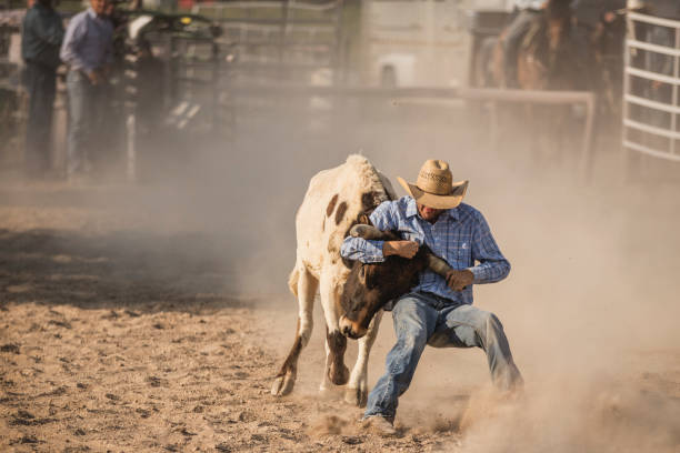 istock Brave cowboy participating in the steer wrestling rodeo event. 907005486