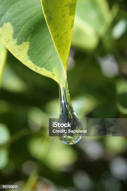 Wasser Tropfen Stockfoto und mehr Bilder von Biologie - Biologie, Biosphere 2, Blatt - Pflanzenbestandteile