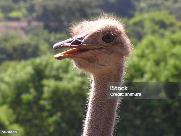 Avestruz 4 - Fotografias de stock e mais imagens de Acessibilidade - Acessibilidade, Animal, Animal selvagem