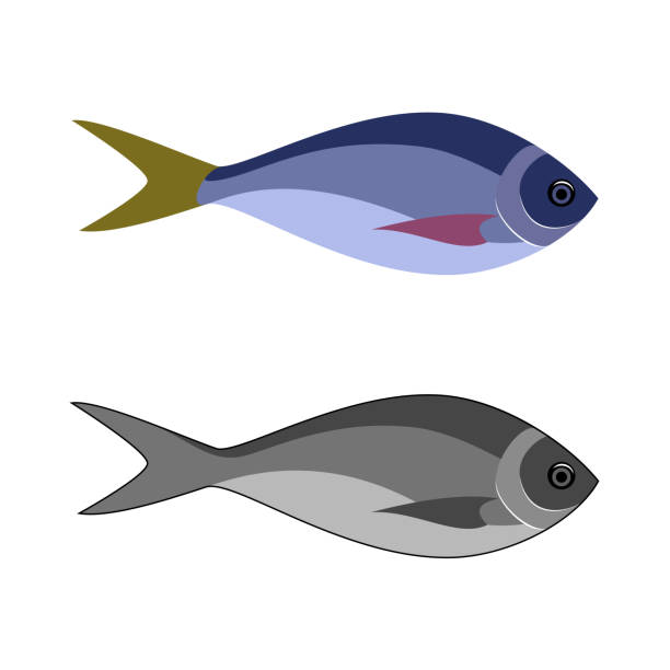 Fish logo. Sea and ocean fish icon of tuna, salmon, cod, bass, bream, mackerel, anchovy, sardine, hake, seabass and codfish. Vector illustration of aquarium fish isolated on white background. fish food stock illustrations