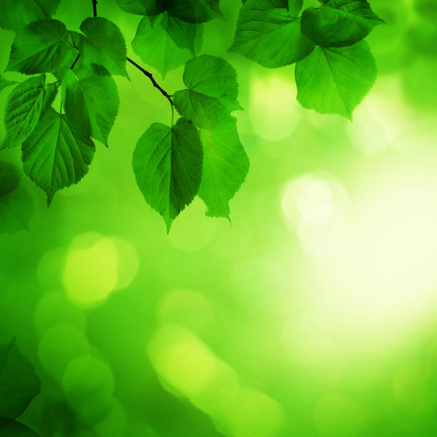 Summer Green Background with Leaves and Bokeh Summer Green Background with Leaves and Bokeh bicycle light photos stock pictures, royalty-free photos & images