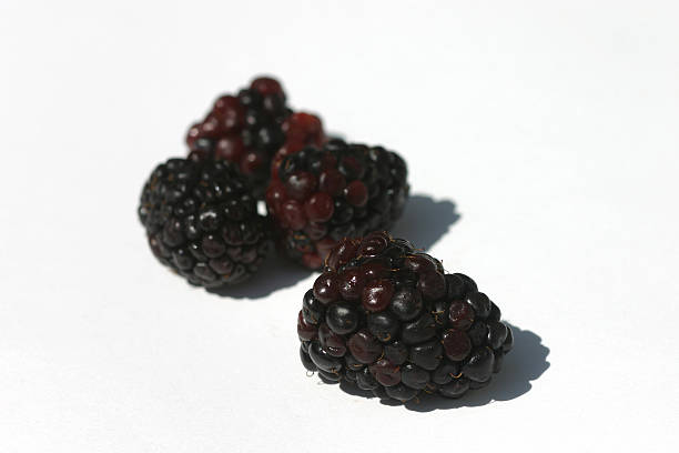 Blackberries stock photo