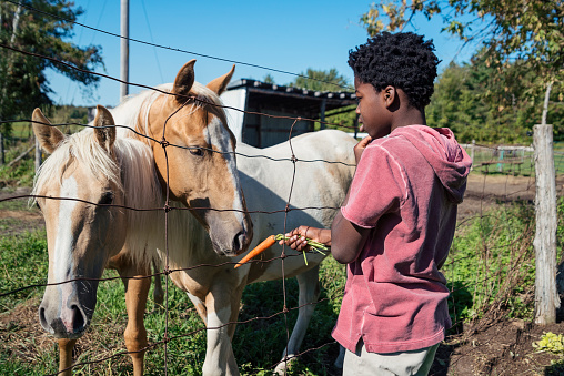 Cure preteen african-american boy feeding horses a fresh carrot behind a fence on a small farm. He is wearing a pink hoodie. Horizontal waist up outdoors shot. This was taken in Quebec, Canada.