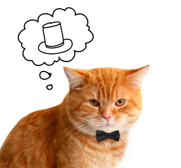 istock Funny Red Cat Gentleman dreaming on a Hat on White Background 907036190