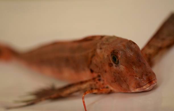 istock Red flying fish Piper gurnard 907043736