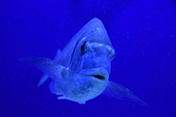 istock Gilt-head seabream underwater 907044560