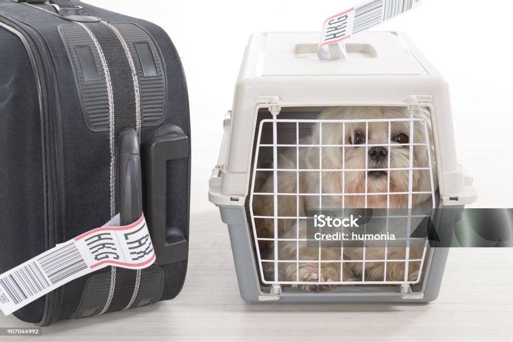 petit chien dans le porte-bagages pour animaux de compagnie aérienne - Photo de Avion libre de droits