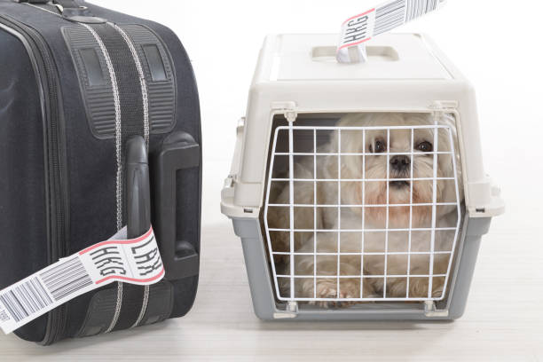 istock little dog in the airline cargo pet carrier 907044992