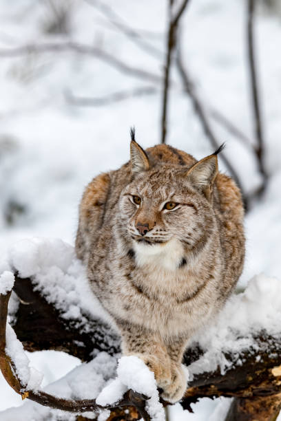 istock Eurasian Lynx, Lynx lynnx, lying on a tree in the snowy forest 907045240