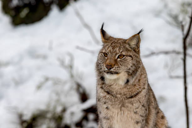 istock Eurasian Lynx, Lynx lynnx, sitting in the snow 907047870