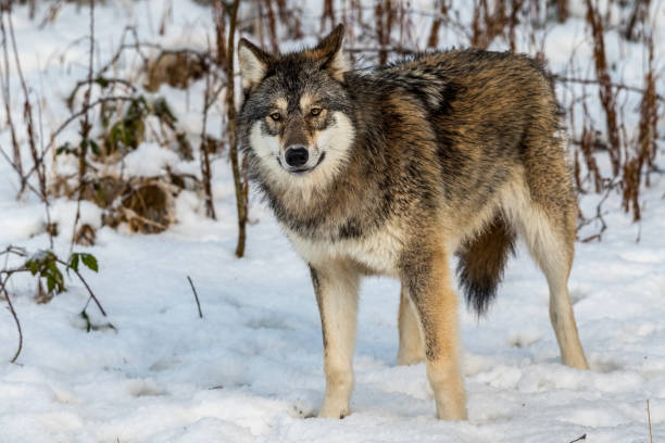 istock Grey wolf, Canis lupus, standing in a snowy winter forest. 907057806