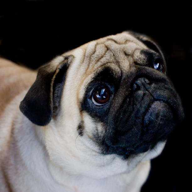 istock Pug dog close-up on black background, looking away 907057950