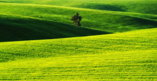 istock hilly field. spring morning. a beautiful sunrise in the field 907065812