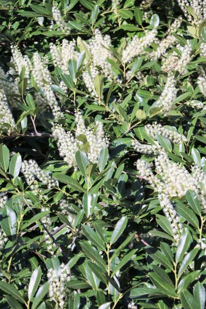 istock Cherry laurel with large white flowers in spring, Italy 907081152