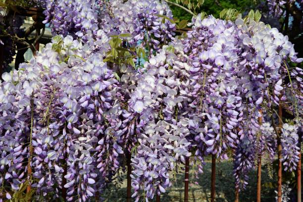Wisteria frutescens as a climber on balcony railing in Como at Lake Como, Italy Wisteria frutescens as a climber on balcony railing in Como at Lake Como, Italy wisteria frutescens stock pictures, royalty-free photos & images