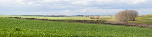 istock Panoramic landscape with agricultural crops, village and groves 907084624