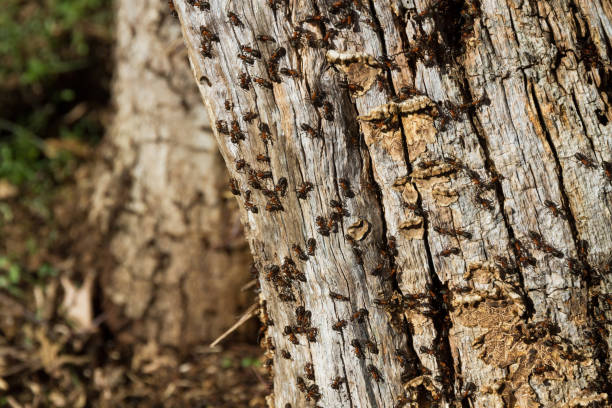 istock Ant Hill on Tree Trunk - Hormiguero en Tronco de Arbol 907084688