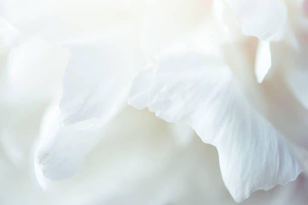 peonies macro - flower white imagens e fotografias de stock
