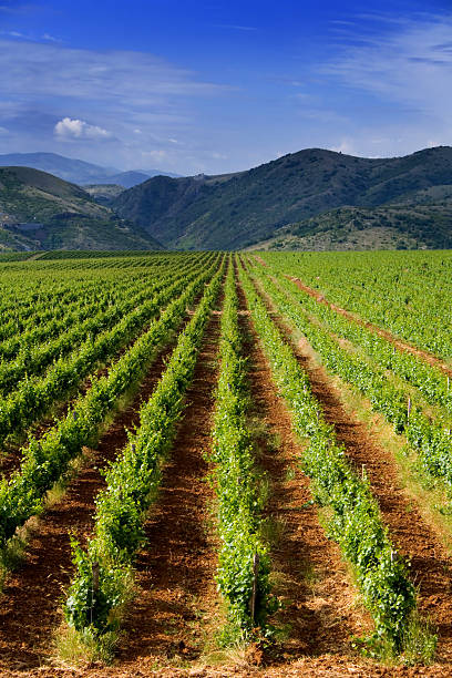 Vineyard field stock photo