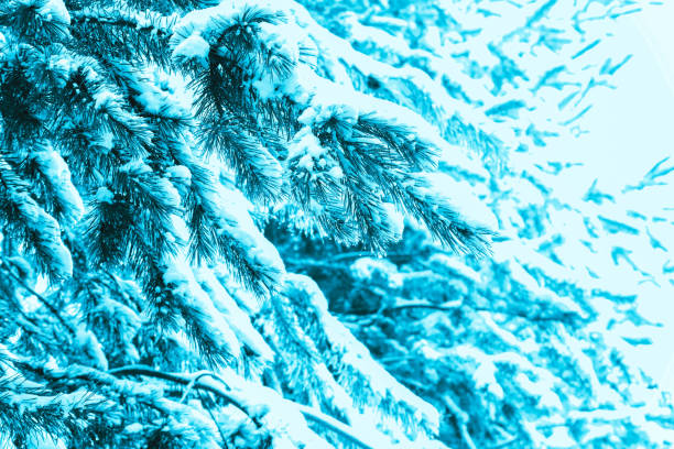 istock Winter pine forest brunches in snow, natural backdrop. 907100056