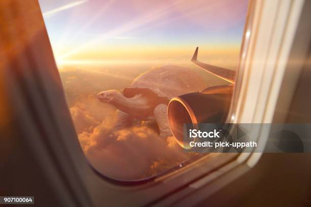 Desert Tortoise Outside Plane Window Stock Photo - Download Image Now - Airplane, Window, Aircraft Wing