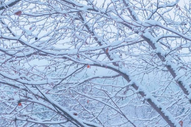 istock Winter forest brunches in snow, natural backdrop. 907100210