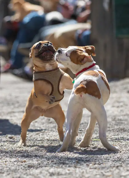 Photo of bulldog Puppies at play