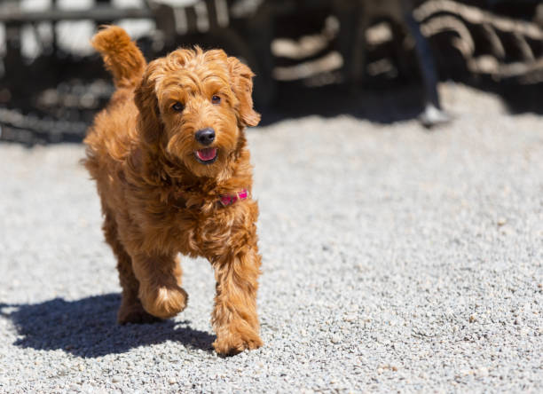 istock Dog running in dog park 907100450