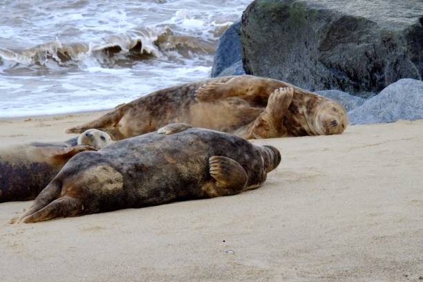 istock Seal colony on sandy beach horsey UK 907102810