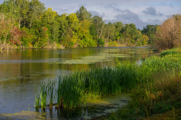 istock clouds and forest by the river on a meadow rural landscape. Sunny day. 907121456