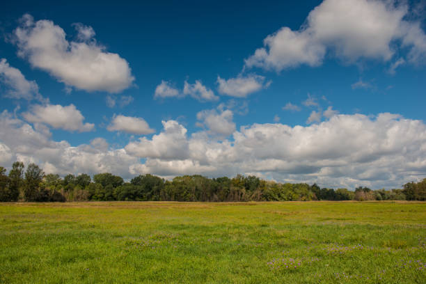 clouds and forest in a meadow rural landscape. Sunny day. August. Summer season.