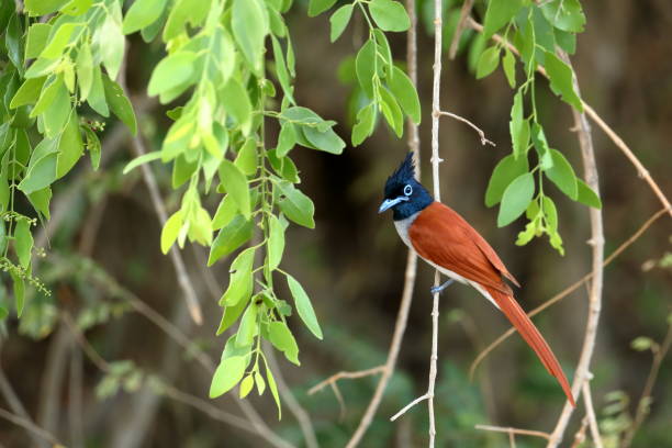 Asian paradise flycatchers in Sri Lanka Asian Paradise Flycatchers in Sri Lanka eutrichomyias rowleyi stock pictures, royalty-free photos & images