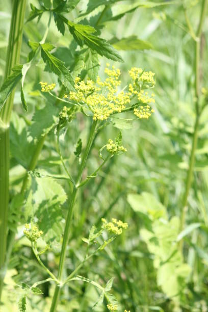 istock Wild Parsnip Pastinaca sativa 907122032