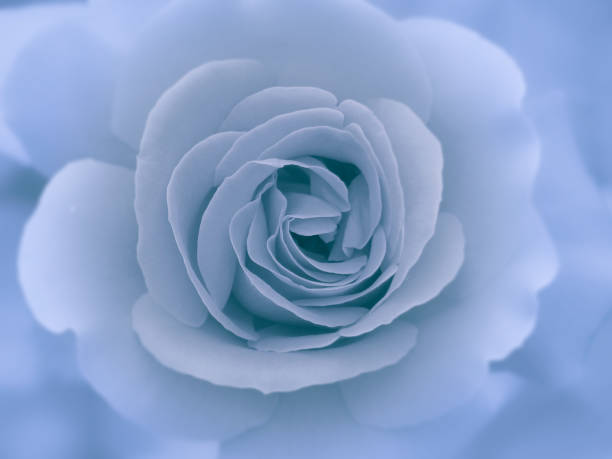 istock Flowers for the Mood 907137160