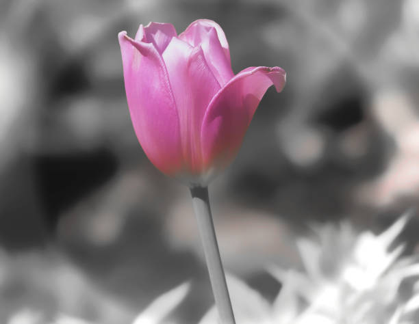 istock Flowers for the Mood 907137284