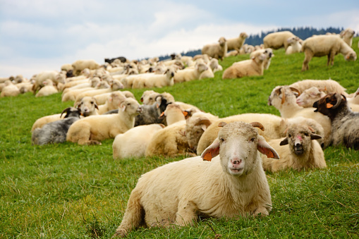 Sheeps on a pasture
