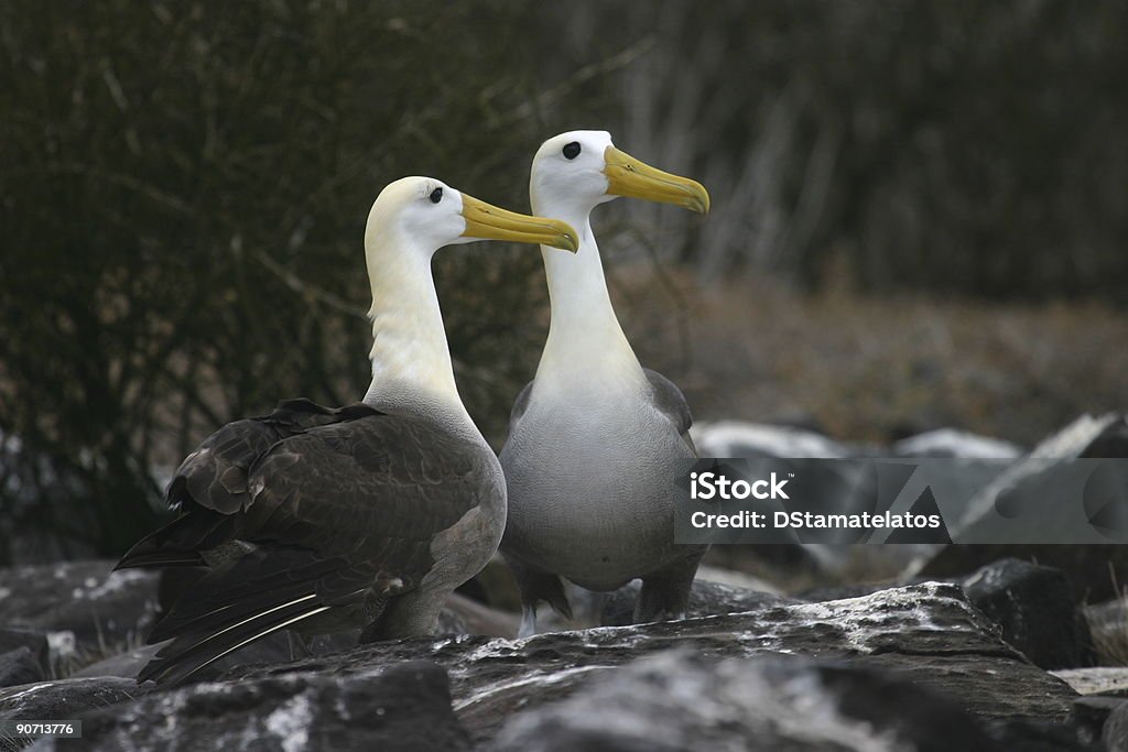 Par de albatros de inserción - Foto de stock de Albatros libre de derechos