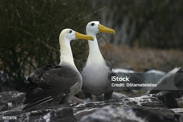 Par De Albatros De Inserción Foto de stock y más banco de imágenes de Albatros - Albatros, Islas Galápagos, Aire libre