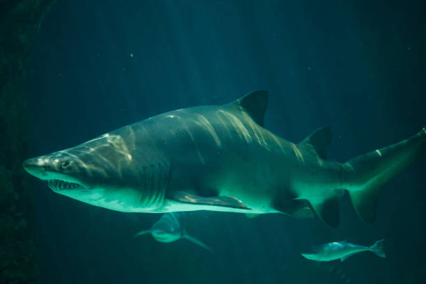 requin taureau (carcharias taurus) - sand tiger shark photos et images de collection