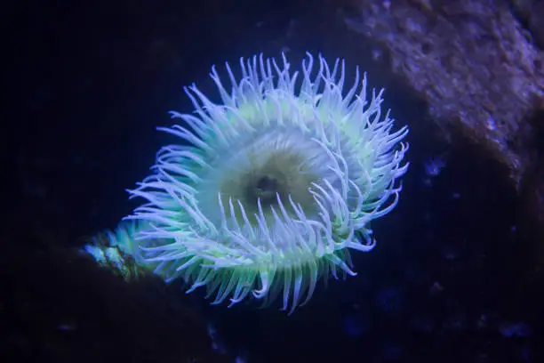 Flesh-eating anemone (Urticina piscivora), also known as the blood sucking urticina.