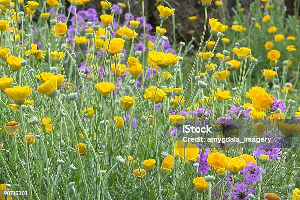 Wildflowers - Fotografias de stock e mais imagens de Novo México - Novo México, Primavera - Estação do ano, Abstrato