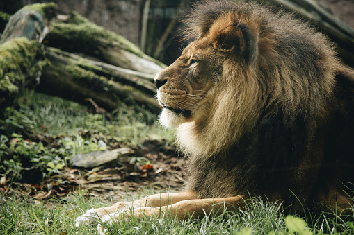 A lion lying on the ground, looking at his surroundings.