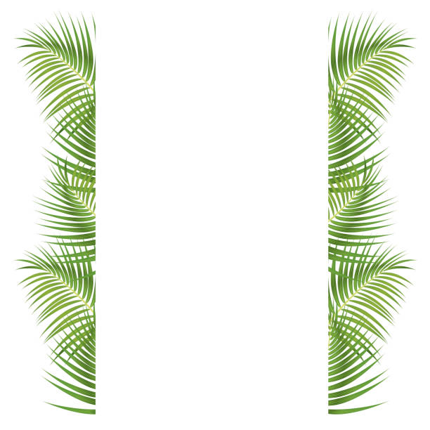 palm-blätter-grenze - tropischer baum stock-grafiken, -clipart, -cartoons und -symbole