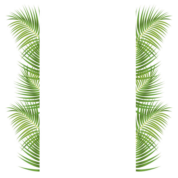 illustrazioni stock, clip art, cartoni animati e icone di tendenza di bordo foglie di palma - palm leaf frond leaf backgrounds